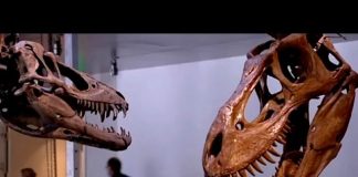 How To Build A Dinosaur