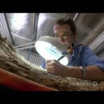 Australia’s First Four Billion Years: Monsters