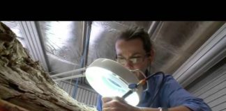 Australia’s First Four Billion Years: Monsters