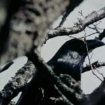 The Tribal Eye: Crooked Beak of Heaven