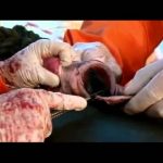 Inside Nature’s Giants – Great White Shark