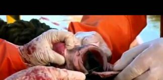 Inside Nature’s Giants – Great White Shark