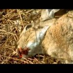 Spain’s Last Lynx
