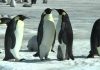 Penguins of the Antarctic