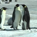 Penguins of the Antarctic