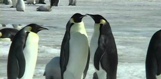 Penguins of the Antarctic