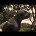 Australia’s First 4 Billion Years: Strange Creatures