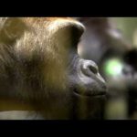 The Genius of Charles Darwin