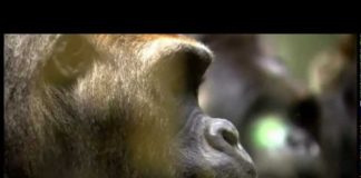 The Genius of Charles Darwin