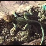 Paleoworld – Dino Doctors