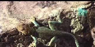 Paleoworld – Dino Doctors