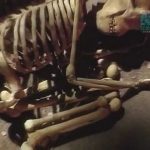 Paleoworld – Trail Of The Neanderthal