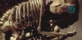 Paleoworld – Trail Of The Neanderthal