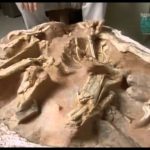 Paleoworld – Baby Monsters