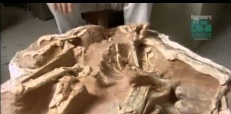 Paleoworld – Baby Monsters