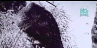 Paleoworld – Mistaken Identity