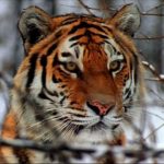 In the Shadow of the Tiger