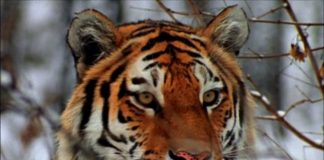 In the Shadow of the Tiger