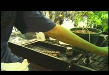 Cannabis Cultivation: I grow Green