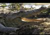 Realm Of The Mugger Crocodile