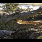 Realm Of The Mugger Crocodile