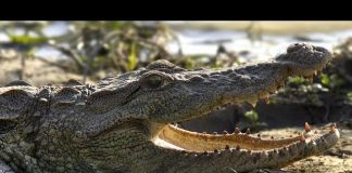 Realm Of The Mugger Crocodile
