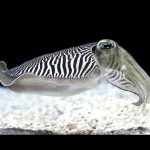 The Cuttlefish – Kings of Camouflage