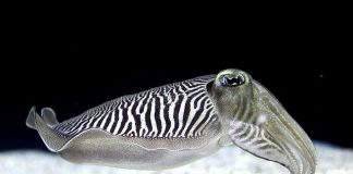 The Cuttlefish – Kings of Camouflage