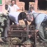 Fluoride – Crippling Waters