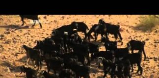 Journeys from the Centre of the Earth