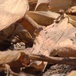 A Dry Season – The Drought of 2012