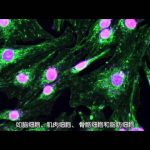 Incredible Human Machine