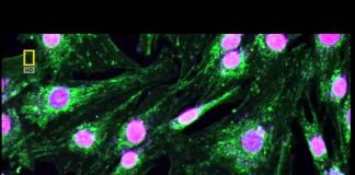 Incredible Human Machine