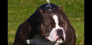 Dog-Fighting Undercover