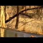 The Last Lions of India