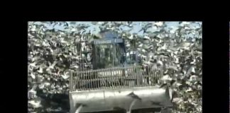 The Fresh Kills Story: From World’s Largest Garbage Dump to a World-Class Park