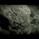 Abalone: A Deadly Harvest