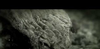 Abalone: A Deadly Harvest