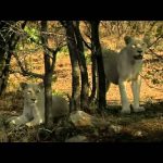 Nature – White Lions