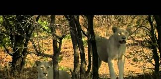Nature – White Lions