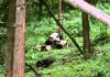 Pandas of the Sleeping Dragon