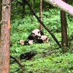 Pandas of the Sleeping Dragon