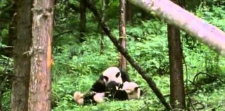 Pandas of the Sleeping Dragon