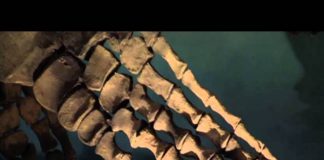 Prehistoric Assassins: Blood in the Water