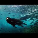 Journey to the Sea of Cortez