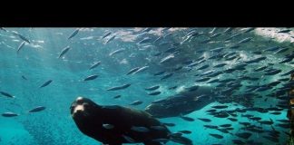 Journey to the Sea of Cortez