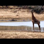 Inside Natures Giants: The Hippo