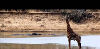 Inside Natures Giants: The Hippo