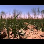 China from the Inside: Shifting Nature