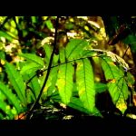 The Link: Uncovering Our Earliest Ancestors